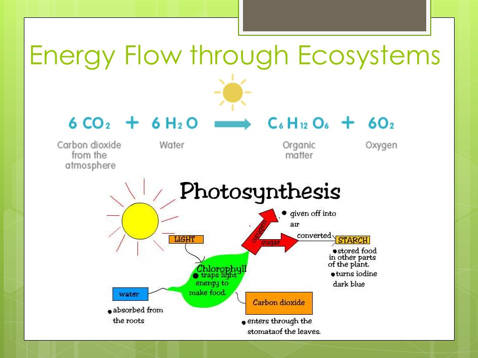 How Does Energy Move Through an Ecosystem?